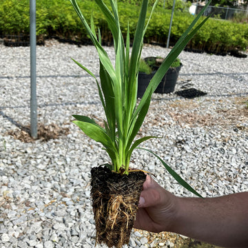 Rattlesnake Master plant plug